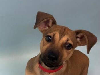 Carriage -  Labrador Retriever and Mixed Breed Dog for Adoption in Woodbury, Minnesota - Carriage | PetCurious