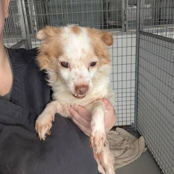 Terrier Dogs Available for Adoption - FIDGET | PetCurious