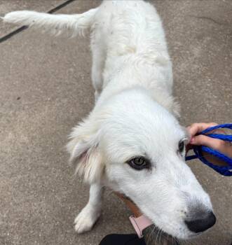 Great Pyrenees and Mixed Breed Dogs Available for Adoption in Grand Prairie, Texas - CORNELIUS | PetCurious