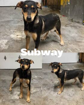 Rescue Labrador Retriever Dogs for Adoption in Saint James, Missouri - Subway | PetCurious