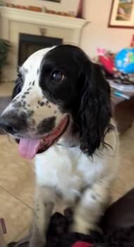 Cocker Spaniel Dogs Available for Adoption in Austin, Texas - Shiloh | PetCurious