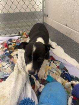 Mixed Breed Dogs Available for Adoption in Sevierville, Tennessee - Copper Cellar | PetCurious