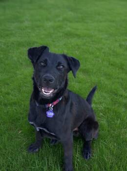 Marty -  Black Labrador Retriever Dog for Adoption in Thornton, Colorado - Marty | PetCurious