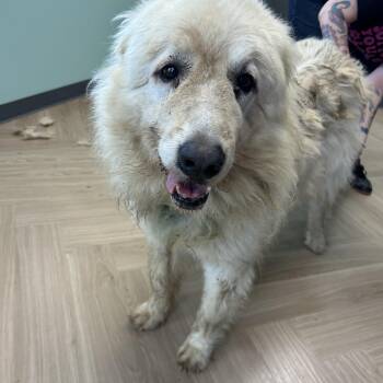 Snow -  Great Pyrenees Dog for Adoption in Manchester, Tennessee - Snow | PetCurious