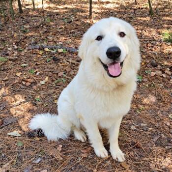 Dixie -  Great Pyrenees Dog for Adoption in Roswell, Georgia - Dixie | PetCurious