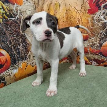 Rescue Pit Bull Terrier and Labrador Retriever Dogs for Adoption in Griswold, Connecticut - Lainey | PetCurious