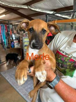 Merle -  Shepherd and Mixed Breed Dog for Adoption in Saugus, Massachusetts - Merle | PetCurious