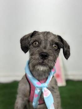 Little monkey-One of our Amazing Rescue Dogs -  Brussels Griffon and Poodle Dog for Adoption in Carlsbad, California - Little Monkey-One Of Our Amazing Rescue Dogs | PetCurious