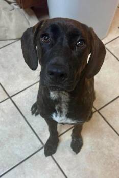 Ramona (AVAILABLE 6/29) -  Mixed Breed and Hound Dog for Adoption in Leverett, Massachusetts - Ramona (AVAILABLE 6/29) | PetCurious