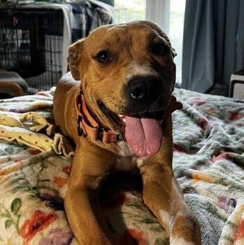 Rescue Pit Bull Terrier and Boxer Dogs for Adoption in Lemont, Illinois - Peyton | PetCurious