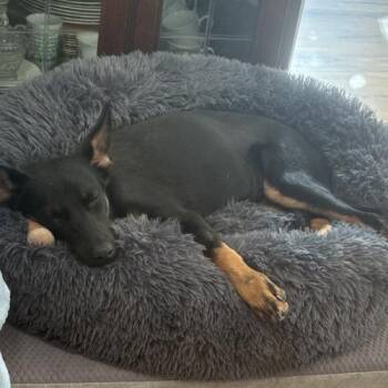 Cookie -  Shepherd Dog for Adoption in Coachella, California - Cookie | PetCurious