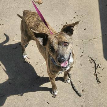 Italian Greyhound and Chihuahua Dogs Available for Adoption - Sam | PetCurious