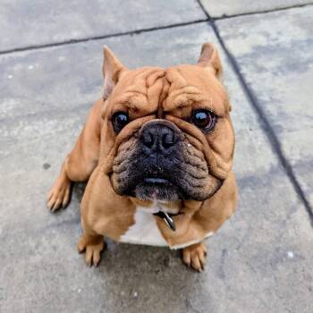 Rescue English Bulldog Dogs for Adoption in San Francisco, California - Biscotti | PetCurious