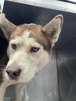 LESLEY -  Mixed Breed Dog for Adoption in Dallas, Texas - LESLEY | PetCurious