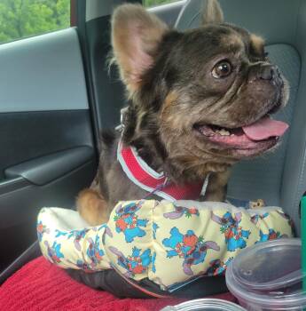 Chewy Frenchie -  French Bulldog Dog for Adoption in Gillsville, Georgia - Chewy Frenchie | PetCurious