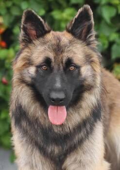 Eli von Edesheim -  German Shepherd Dog Dog for Adoption in Los Angeles, California - Eli Von Edesheim | PetCurious