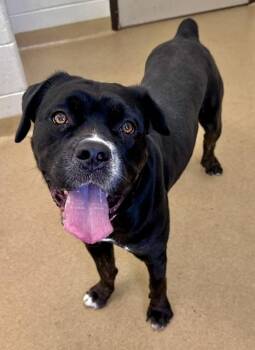 YAINA -  Cane Corso Dog for Adoption in Derwood, Maryland - YAINA | PetCurious