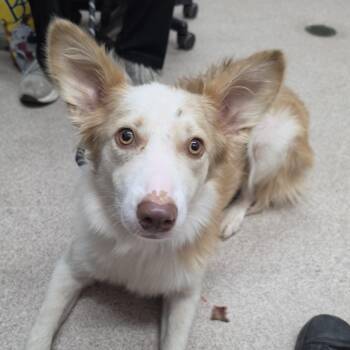 Weaver -  Australian Shepherd and Mixed Breed Dog for Adoption in Ardmore, Oklahoma - Weaver | PetCurious
