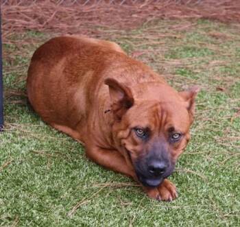 Winnie -  Mixed Breed Dog for Adoption in Athens, Georgia - Winnie | PetCurious