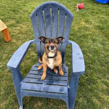 Parson Russell Terrier and Dachshund Dogs Available for Adoption in Driggs, Idaho - Meatball | PetCurious