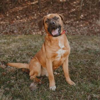 Mixed Breed and Hound Dogs Available for Adoption - Jackson | PetCurious