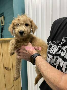 Winnie -  Goldendoodle and Mixed Breed Dog for Adoption in Chattanooga, Tennessee - Winnie | PetCurious