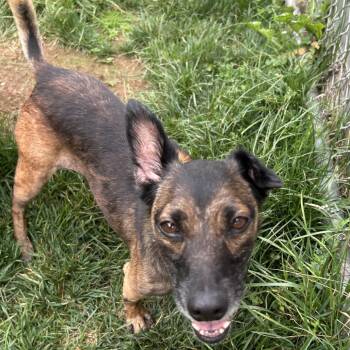 Ginger -  Terrier and Mixed Breed Dog for Adoption in Harrisonburg, Virginia - Ginger | PetCurious