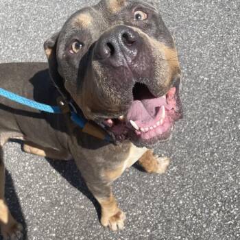 Sarge 6585 -  Mixed Breed Dog for Adoption in Columbus, Georgia - Sarge 6585 | PetCurious