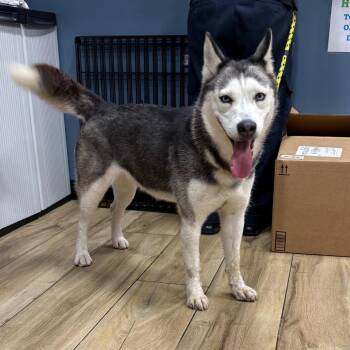 Frost -  Siberian Husky Dog for Adoption in Newark, New Jersey - Frost | PetCurious