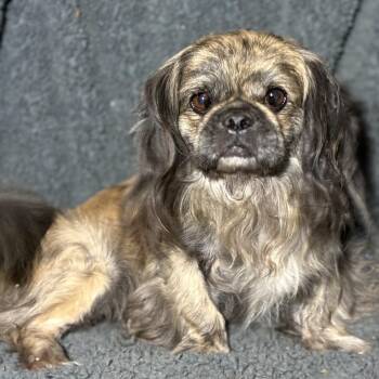 Oscar -  Pekingese and Mixed Breed Dog for Adoption in Pelham, New Hampshire - Oscar | PetCurious