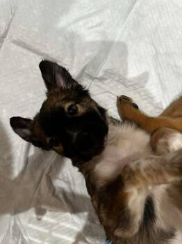 Shepherd and Mixed Breed Dogs Available for Adoption - Gretl | PetCurious