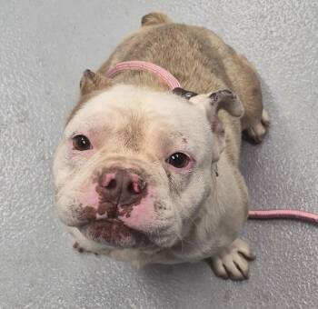 Ic 5 Boone -  American Bulldog Dog for Adoption in Lawrenceville, Georgia - Ic 5 Boone | PetCurious