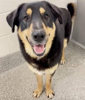 German Shepherd Dog and Rottweiler Dogs Available for Adoption - ARTURO | PetCurious