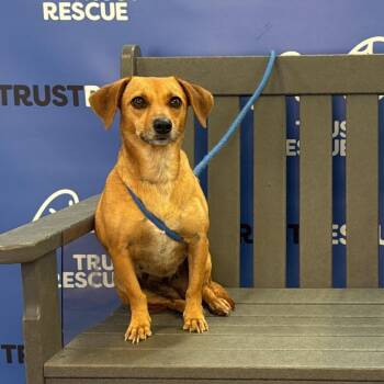 BITSY -  Dachshund and Terrier Dog for Adoption in Waterford, New Jersey - BITSY | PetCurious