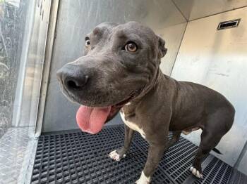 LEATHER -  Pit Bull Terrier Dog for Adoption in Dallas, Texas - LEATHER | PetCurious