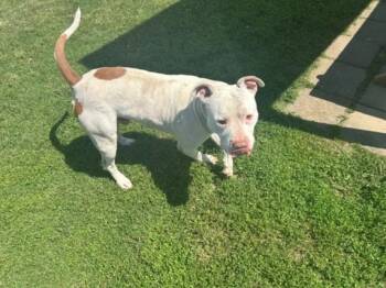 Pit Bull Terrier Dogs Available for Adoption in Tulsa, Oklahoma - JERRY | PetCurious