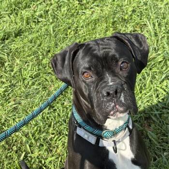 Hey Brian -  Mixed Breed Dog for Adoption in Davenport, Iowa - Hey Brian | PetCurious