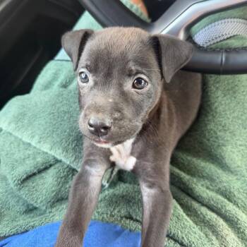 Xavier -  Black Labrador Retriever Dog for Adoption in Missouri City, Texas - Xavier | PetCurious