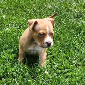 Hawk -  Pit Bull Terrier Dog for Adoption in Dayton, Ohio - Hawk | PetCurious