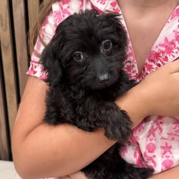 Athena -  Maltipoo Dog for Adoption in Blacksburg, Virginia - Athena | PetCurious