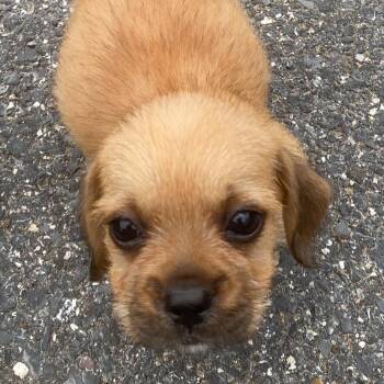 Honey -  Yorkshire Terrier and Maltese Dog for Adoption in Rockville, Maryland - Honey | PetCurious