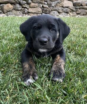 Cowboy -  Golden Retriever and Australian Cattle Dog Blue Heeler Dog for Adoption in Sonora, California - Cowboy | PetCurious