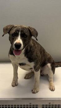 BISCUIT -  Catahoula Leopard Dog and Mixed Breed Dog for Adoption in Forney, Texas - BISCUIT | PetCurious