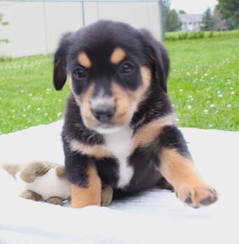 Dory -  Pembroke Welsh Corgi and Border Collie Dog for Adoption in Lisbon, Iowa - Dory | PetCurious