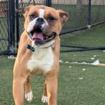 Boxer and American Bulldog Dogs Available for Adoption in Columbia, Illinois - Teeka | PetCurious