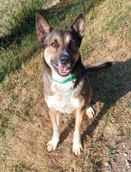 Dingo -  Shepherd and Australian Cattle Dog Blue Heeler Dog for Adoption in Ladysmith, Wisconsin - Dingo | PetCurious