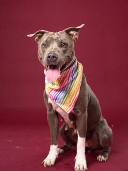 Lady -  Mixed Breed Dog for Adoption in Atlanta, Georgia - Lady | PetCurious