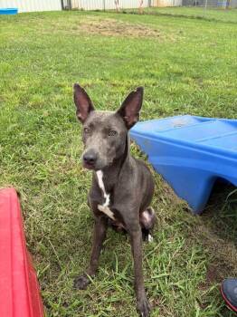 Mama -  Mixed Breed Dog for Adoption in Bossier City, Louisiana - Mama | PetCurious