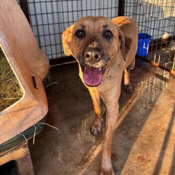 Treeing Walker Coonhound Dogs Available for Adoption in Sentinel, Oklahoma - Cleo | PetCurious