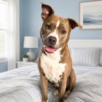 Pit Bull Terrier Dogs Available for Adoption in Greensboro, North Carolina - Kona & Oakley | PetCurious